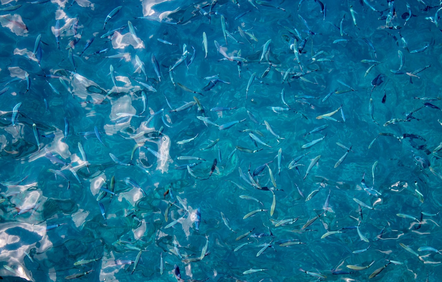 Benefícios dos treinamentos especializados na aquicultura