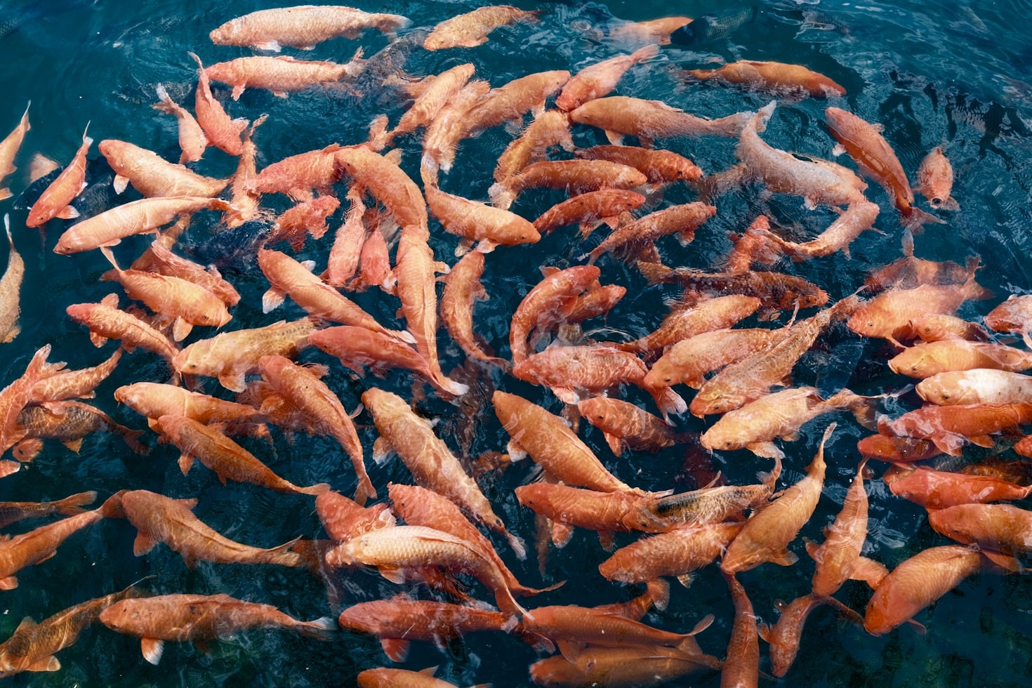 Ferramentas e produtos técnicos para aquicultores