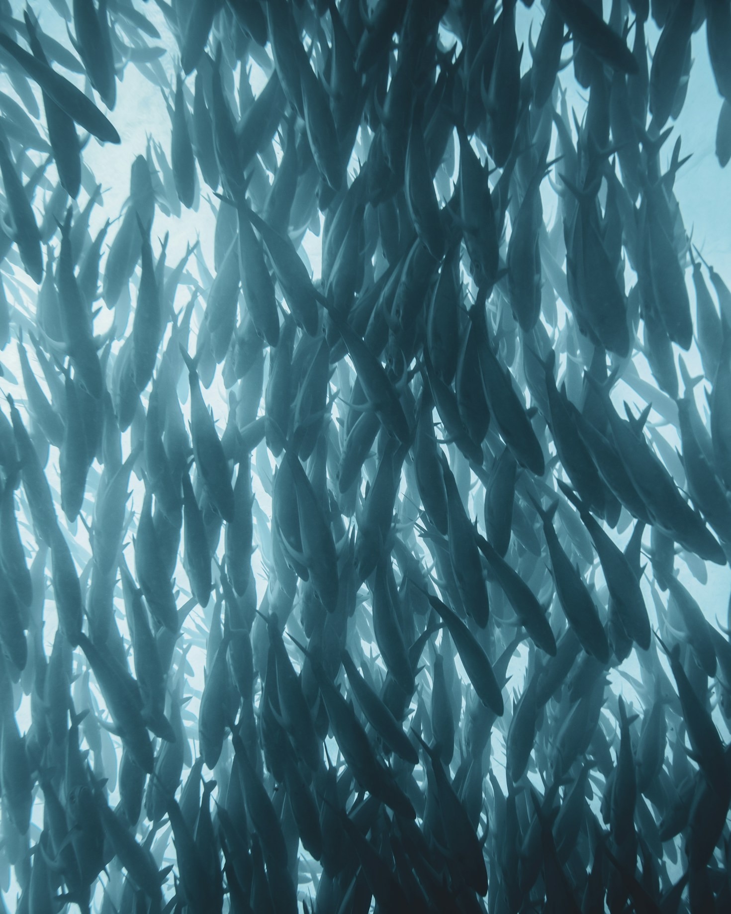 Parcerias que impulsionam o setor de aquicultura